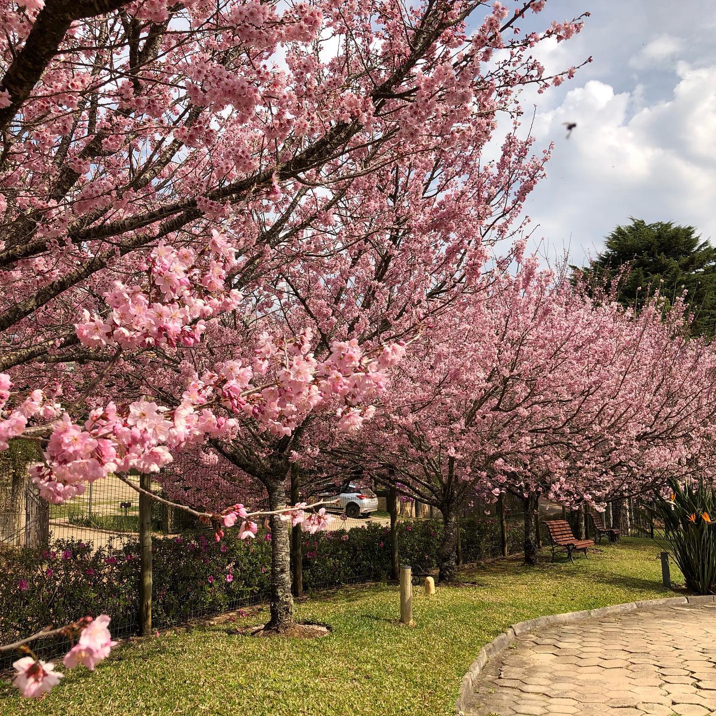 O florescimento das cerejeiras em 2019!