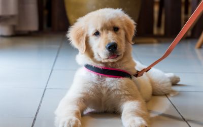 Lorem Ipsum Dolor Sit Amet