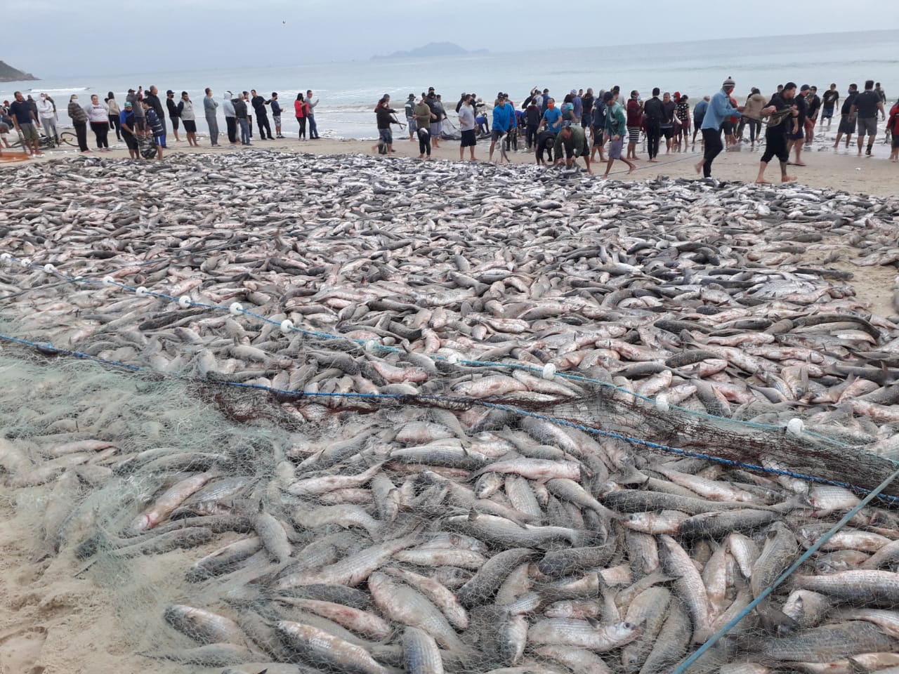 Pesca da Tainha Florianópolis