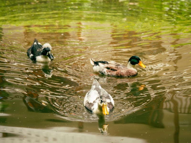 Lago com Patos