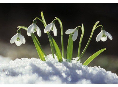 Significado de Bucaneve