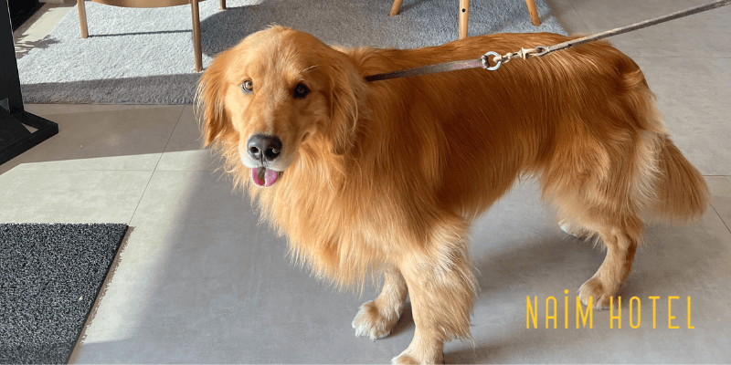 Naim Hotel: Hotel Pet Friendly em Capitólio