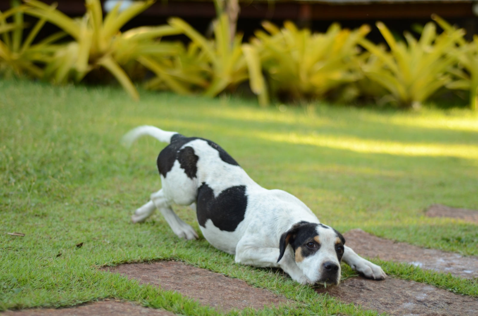 Política de Hospedagem com Animais de Estimação