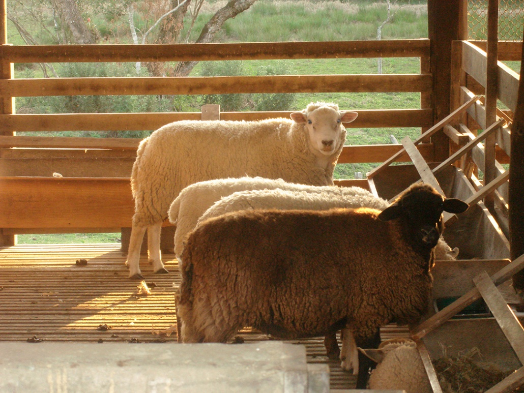 Fazendinha com animais